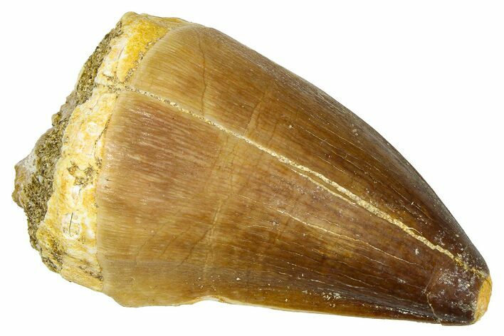 Fossil Mosasaur (Thalassotitan) Tooth - Morocco #374596